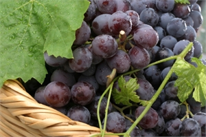 Cyprus Grapes